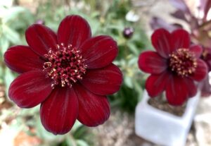 今月の花壇