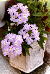 今月の花壇