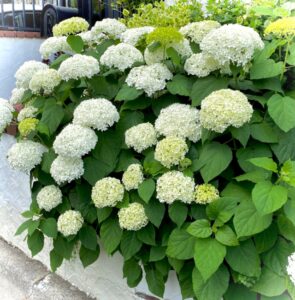 今月の花壇