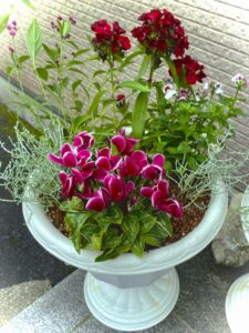 今月の花壇