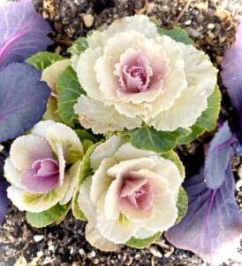 今月の花壇