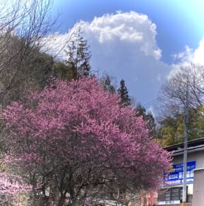 桃の花