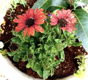 今月の花壇