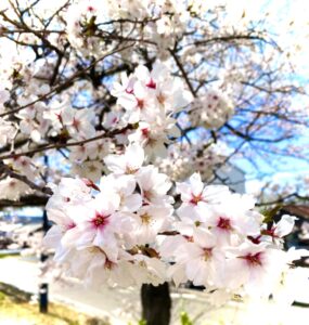 桜