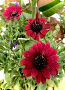 今月の花壇