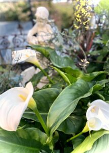 今月の花壇
