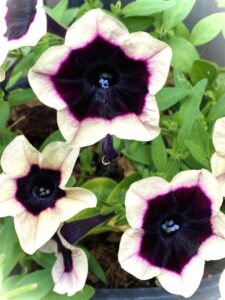今月の花壇