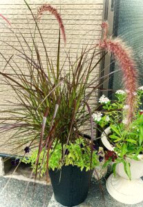 今月の花壇