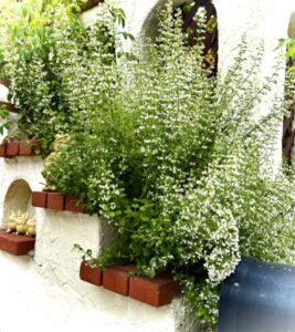 今月の花壇