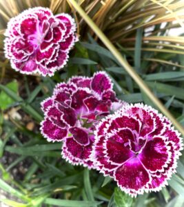 今月の花壇