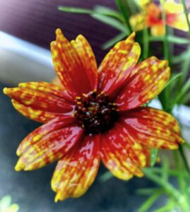 今月の花壇